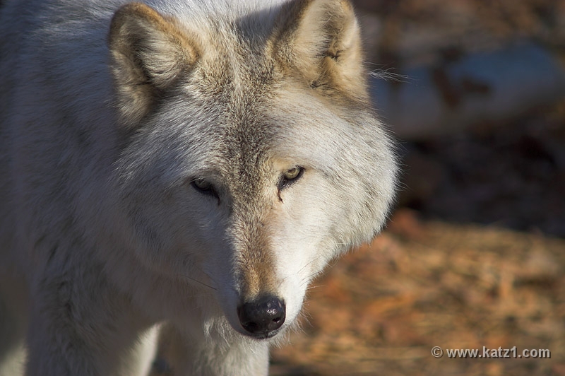 Arctic Wolf 041